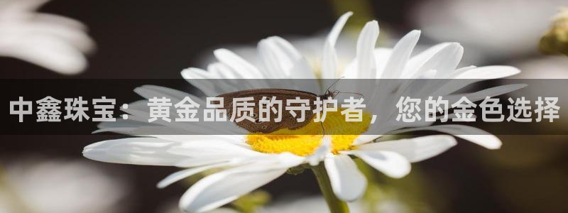 开丰娱乐官网登录平台：中鑫珠宝：黄金品质的守护者，您的金色选择