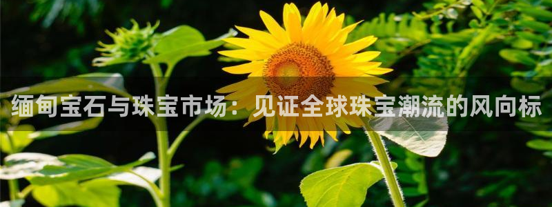 开丰娱乐登陆地址：缅甸宝石与珠宝市场：见证全球珠宝潮流的风向标