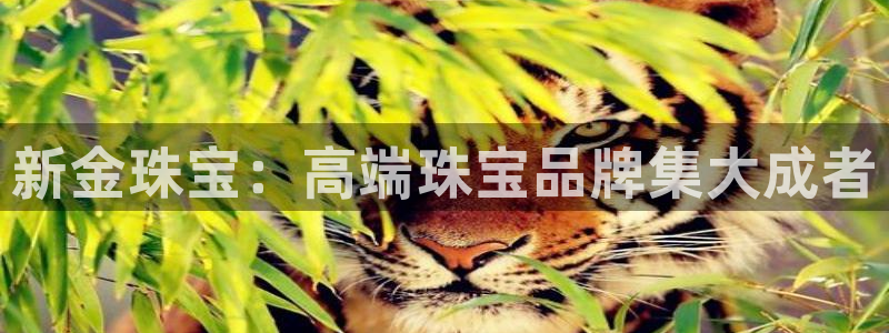 开丰娱乐平台地址在哪里：新金珠宝：高端珠宝品牌集大成者